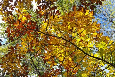 Canopy of Color