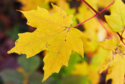 Leaning Leaf