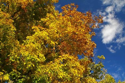 Color in the Fall Sky