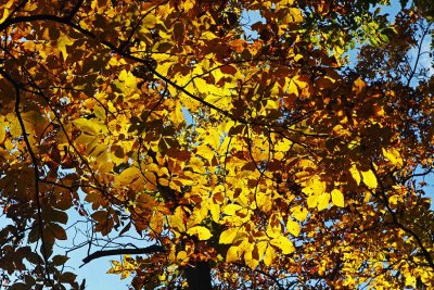 Shade and Light Above