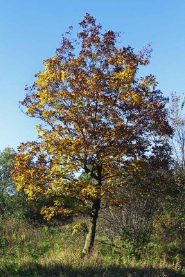 One Tree