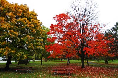 Fall Picnic