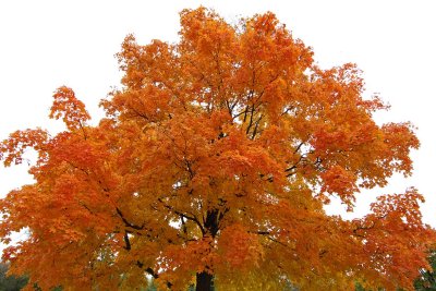 Reaching for an Orange