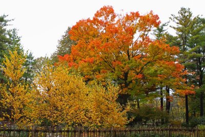 Color Beyond the Fence