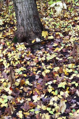 Carpet Forest