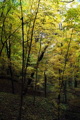 Lighting the Fall Forest