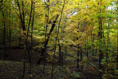 Fall in the Ravine