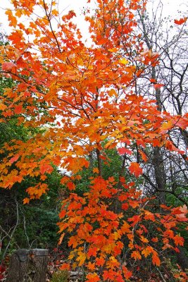 Adding Fall to the Fire