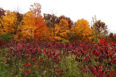 Surrounded by Sumac