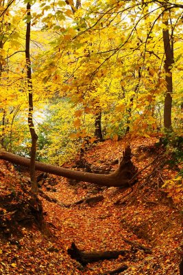 Fall Along a Ravine