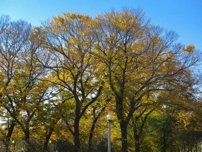 Autumn Elms