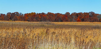 Fall in the Distance