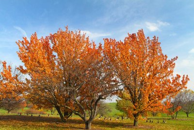 Hanging Out with Fall