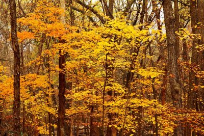 Fall Forest