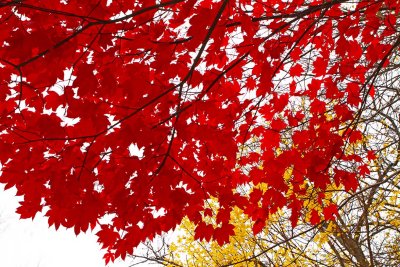 Autumn Cascade
