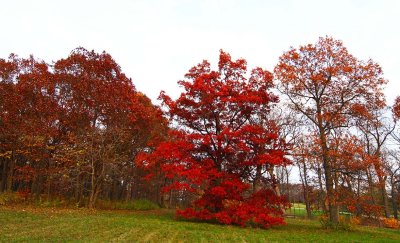 Oaks to the West