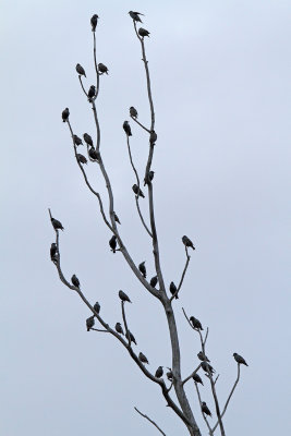 Sitting Starlings