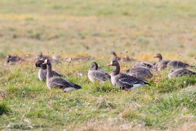 Geese on the Ground