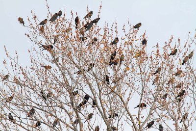 Taking Over a Tree