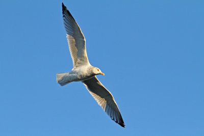 Gull Goes By