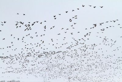 Goose Storm