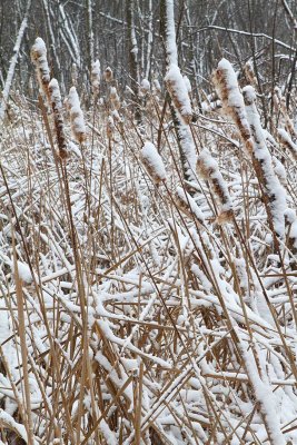 Coated Cattails