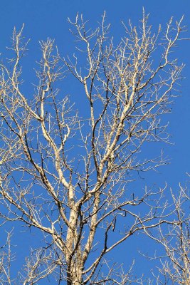 Branching Into Blue