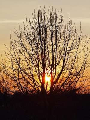 Sunset Through a Tree