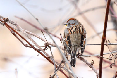 Pleased to Perch