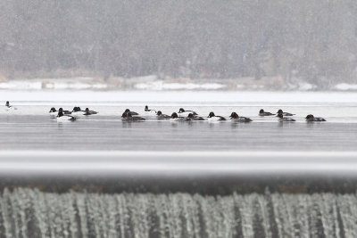 Ducks in the Open