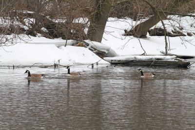 Geese in the Winter