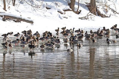 A Mess of Mallards