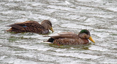 At Home on Water