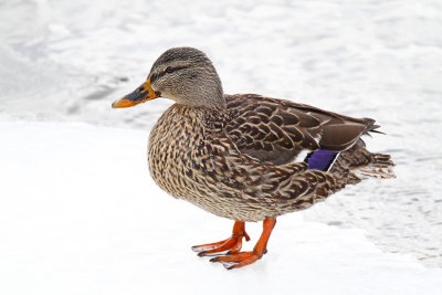 Cold Duck