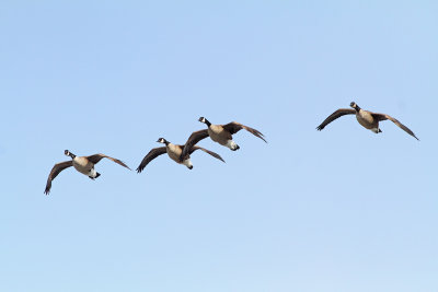 Crowded Runway