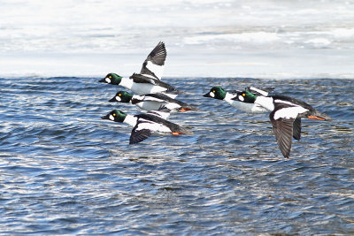 Goldeneyes Going