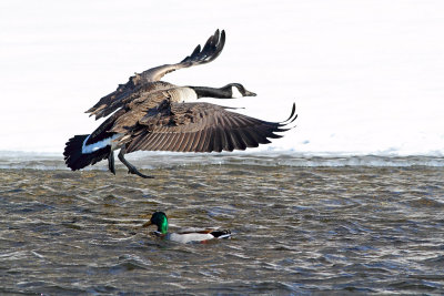 Leap Duck