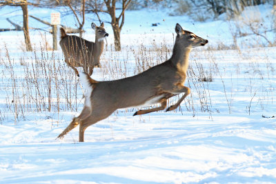 Deer on the Run