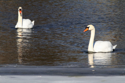A Swim with Swans