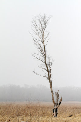 A Tree Alone