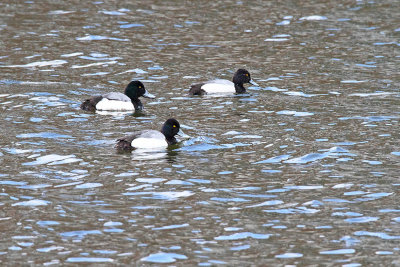 Swimming Scaup