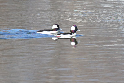 Iridescent Ducks