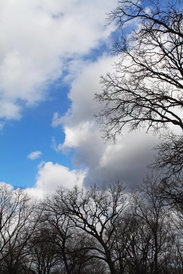 Spring Above the Woods