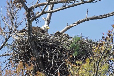 Two Eaglets