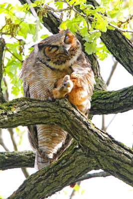 Owl Yoga