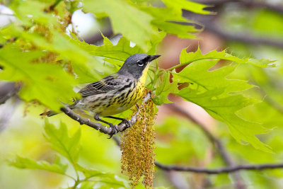 May is for Warblers