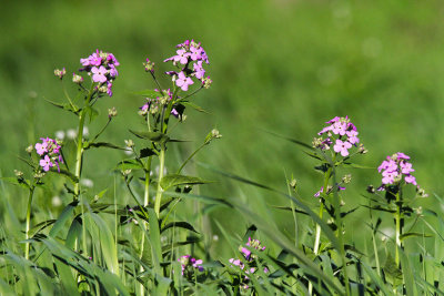 Dames at a Distance