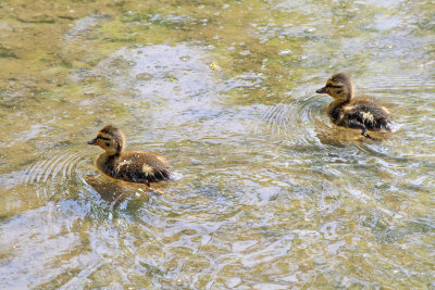 Tiny Ducks