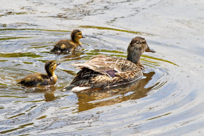 Following Mom