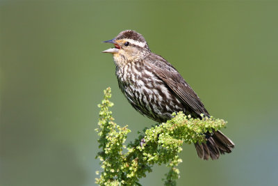 Bkackbird Singing in the Light of Day